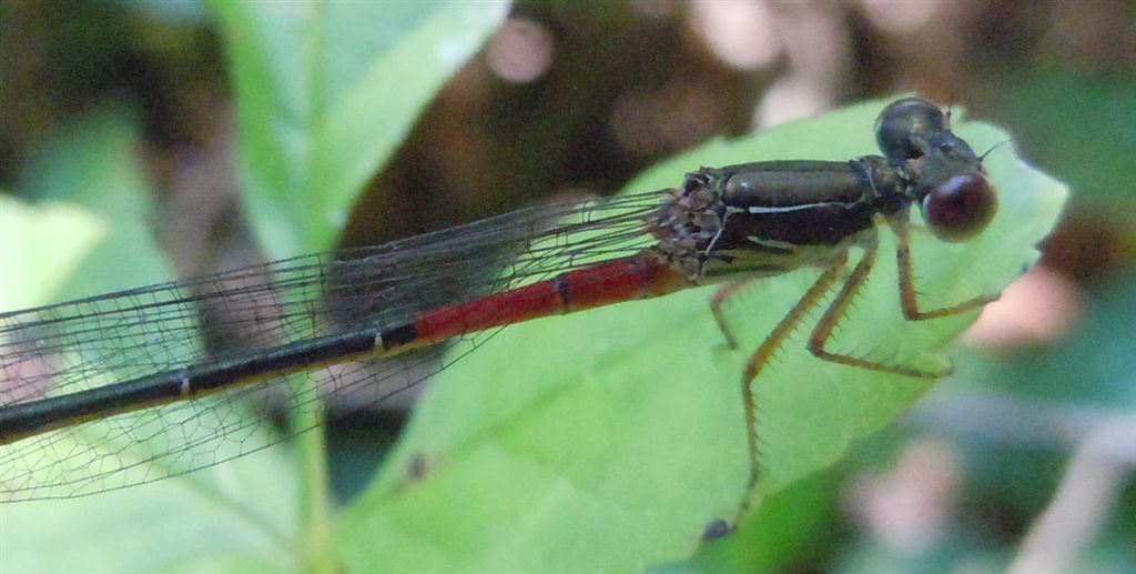 Ceriagrion tenellum femmina?